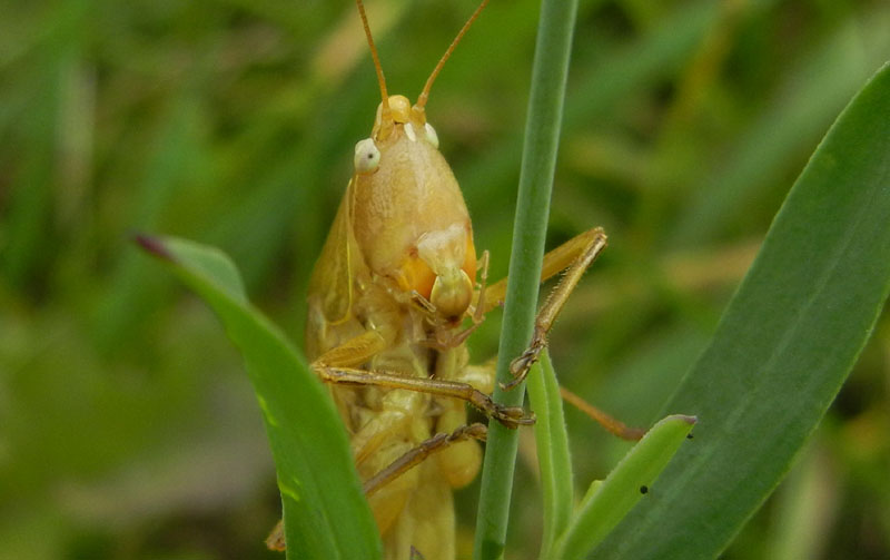 Ruspolia nitidula