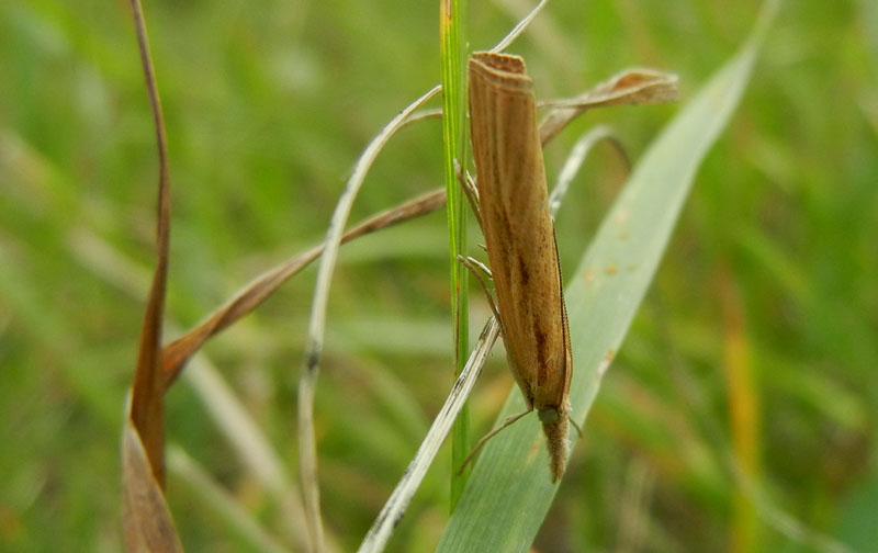 Agriphila tristella - Crambidae.....dal Trentino