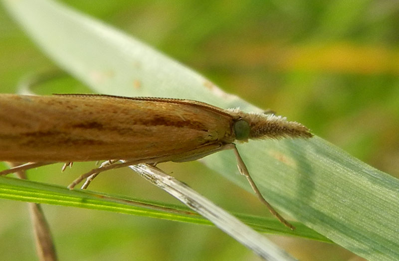 Agriphila tristella - Crambidae.....dal Trentino