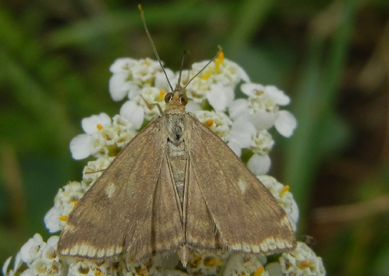 Loxostege sticticalis - Crambidae.........dal Trentino