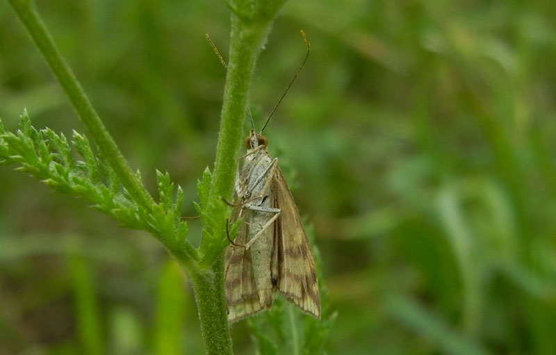 Loxostege sticticalis - Crambidae.........dal Trentino