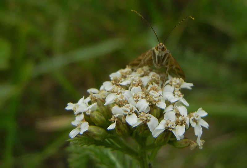 Loxostege sticticalis - Crambidae.........dal Trentino