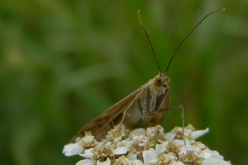 Loxostege sticticalis - Crambidae.........dal Trentino