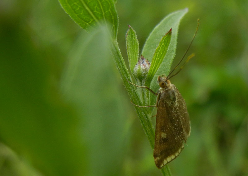 Loxostege sticticalis - Crambidae.........dal Trentino