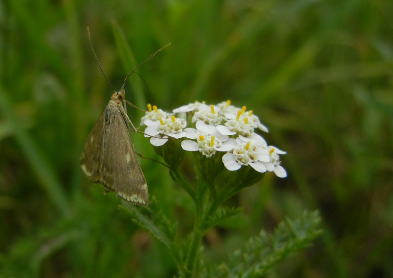 Loxostege sticticalis - Crambidae.........dal Trentino