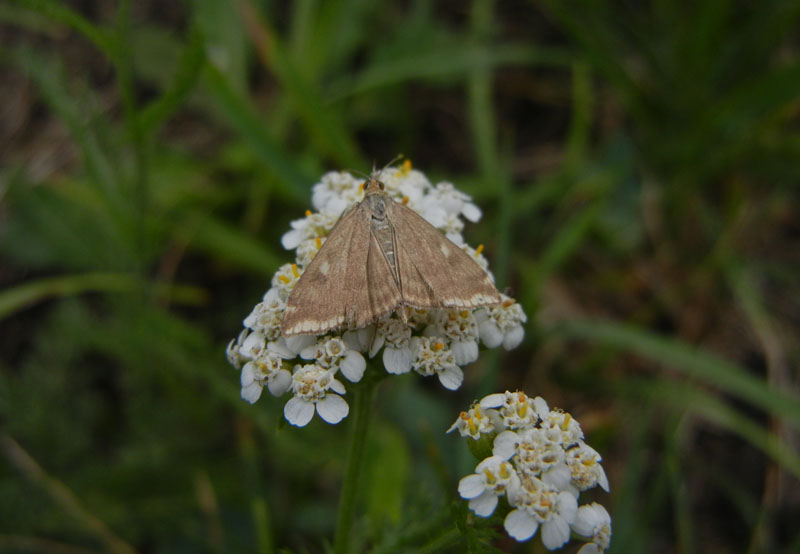 Loxostege sticticalis - Crambidae.........dal Trentino