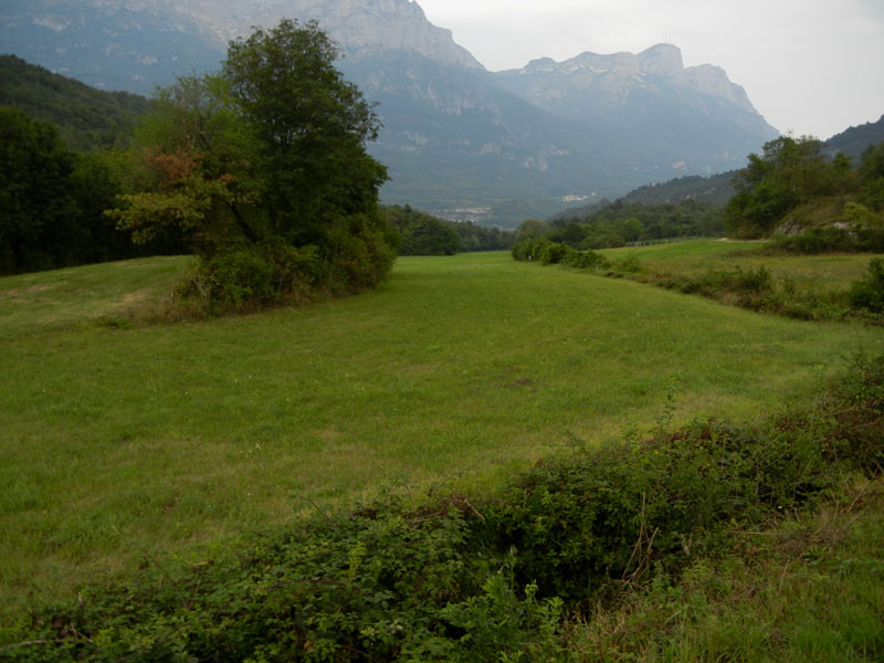 Loxostege sticticalis - Crambidae.........dal Trentino