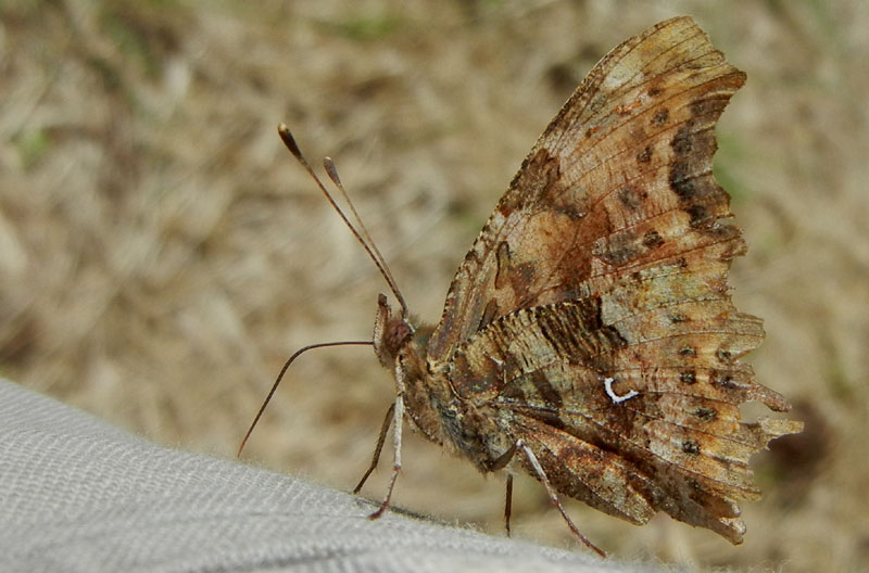 Polygonia c-album -Nymphalidae..........dal Trentino