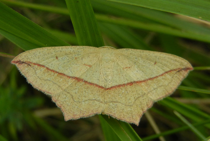 Timandra comae - Geometridae.........dal Trentino