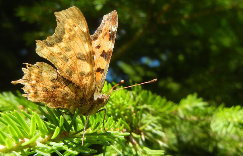 Polygonia c-album -Nymphalidae..........dal Trentino