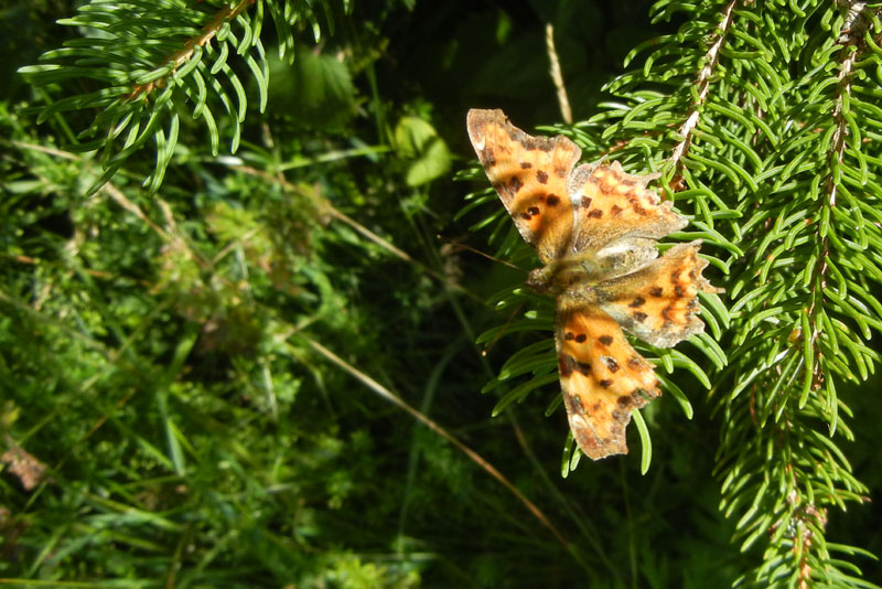 Polygonia c-album -Nymphalidae..........dal Trentino