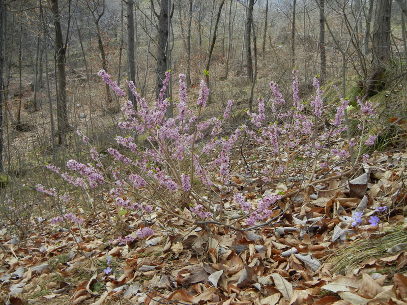 Daphne mezereum / Mezereo o Fior di stecco