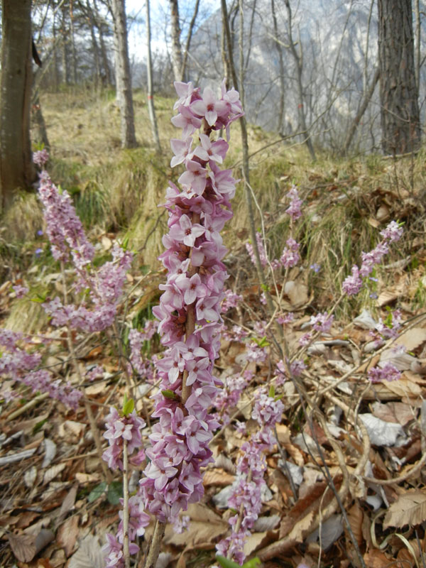 Daphne mezereum / Mezereo o Fior di stecco