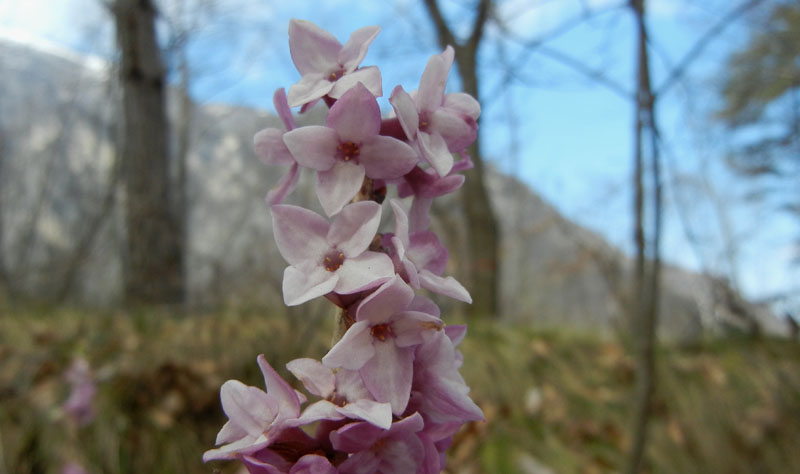 Daphne mezereum / Mezereo o Fior di stecco