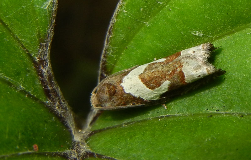 Epiblema foenella -Tortricidae..........dal Trentino