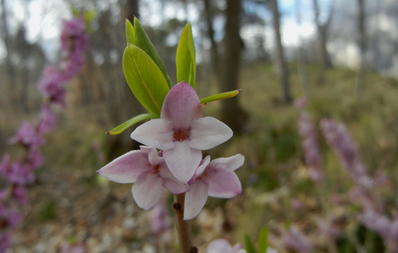 Daphne mezereum / Mezereo o Fior di stecco