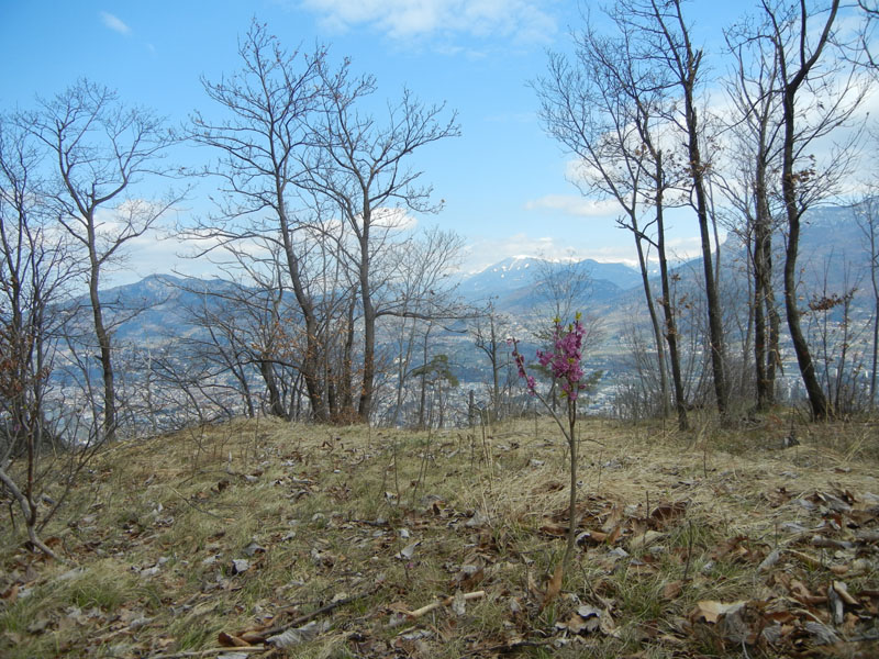 Daphne mezereum / Mezereo o Fior di stecco