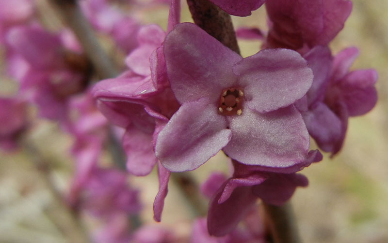 Daphne mezereum / Mezereo o Fior di stecco