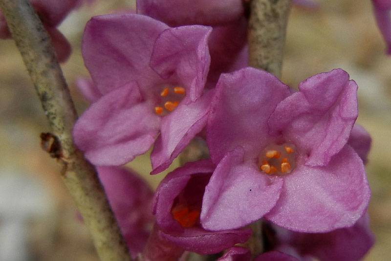 Daphne mezereum / Mezereo o Fior di stecco