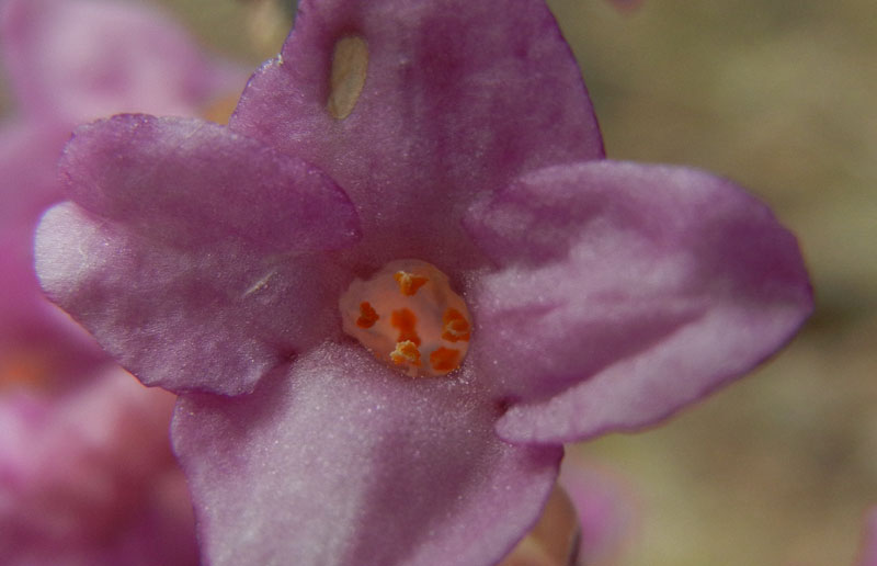 Daphne mezereum / Mezereo o Fior di stecco