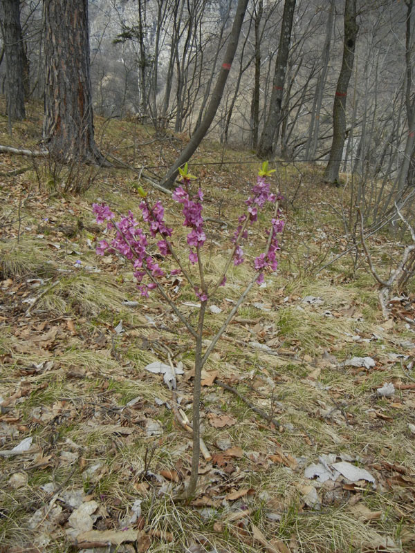 Daphne mezereum / Mezereo o Fior di stecco