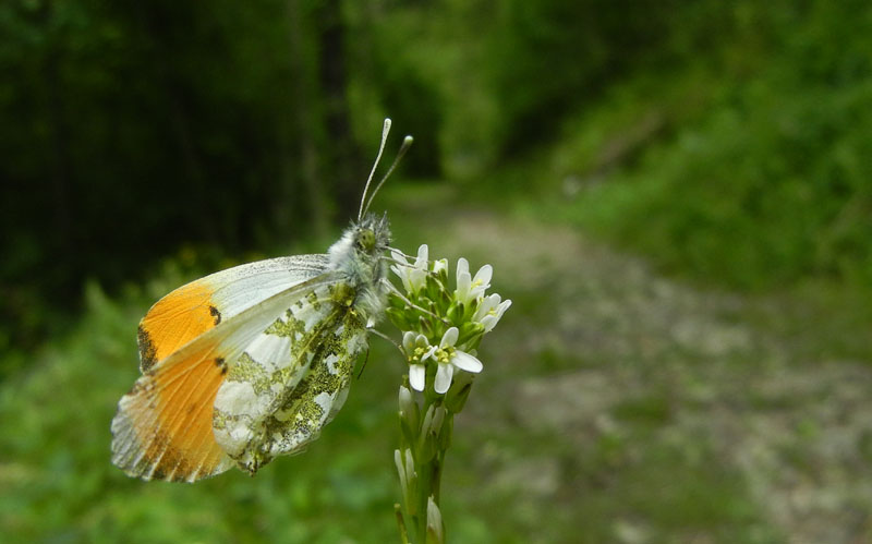 Anthocharis cardamines (m.) Pieridae........dal Trentino