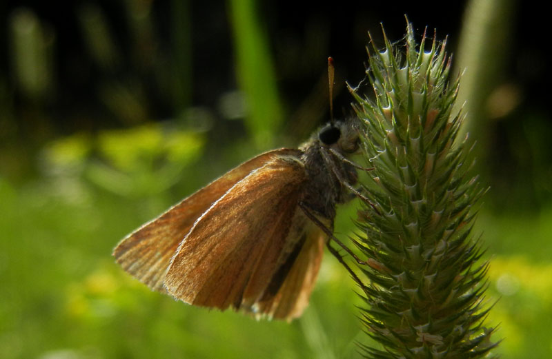 Thymelicus sylvestris....(f.) Hesperiidae......dal Trentino