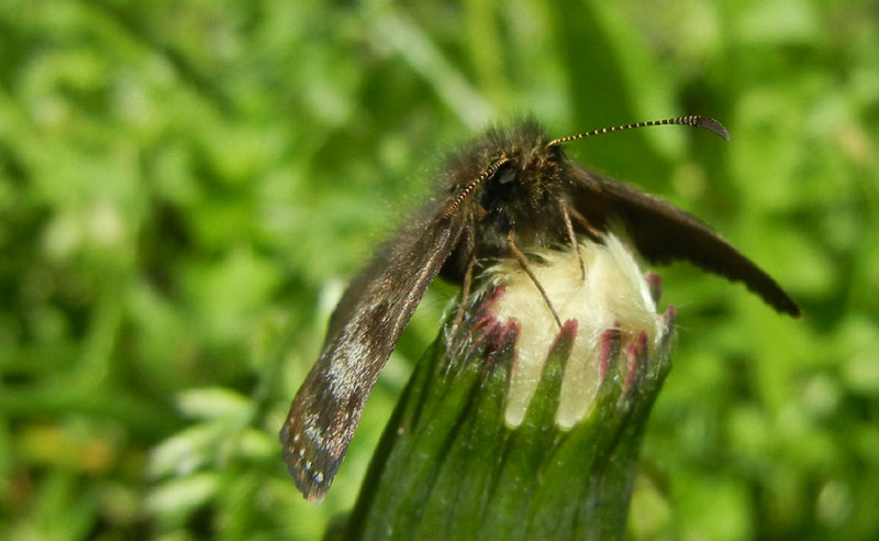 Erynnis tages - Hesperiidae.........dal Trentino