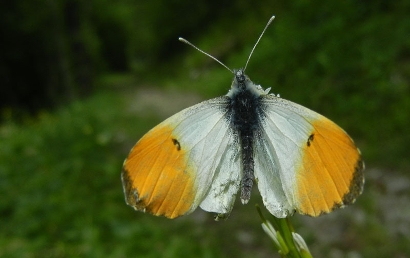 Anthocharis cardamines (m.) Pieridae........dal Trentino