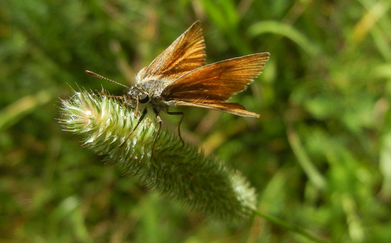 Thymelicus sylvestris....(f.) Hesperiidae......dal Trentino