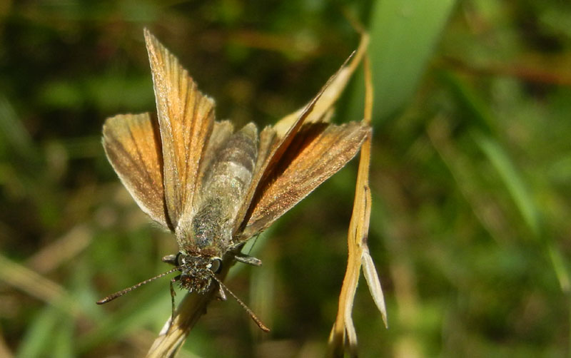 Thymelicus sylvestris....(f.) Hesperiidae......dal Trentino