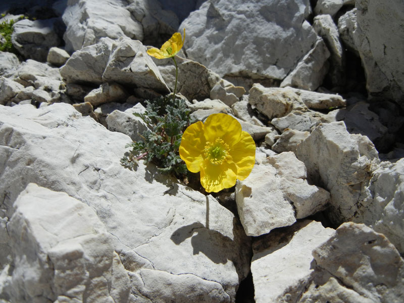 Croda dei Baranci m.2922.....Dolomiti di Sesto