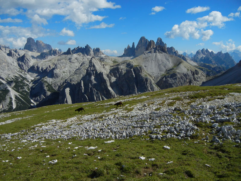 Croda dei Baranci m.2922.....Dolomiti di Sesto