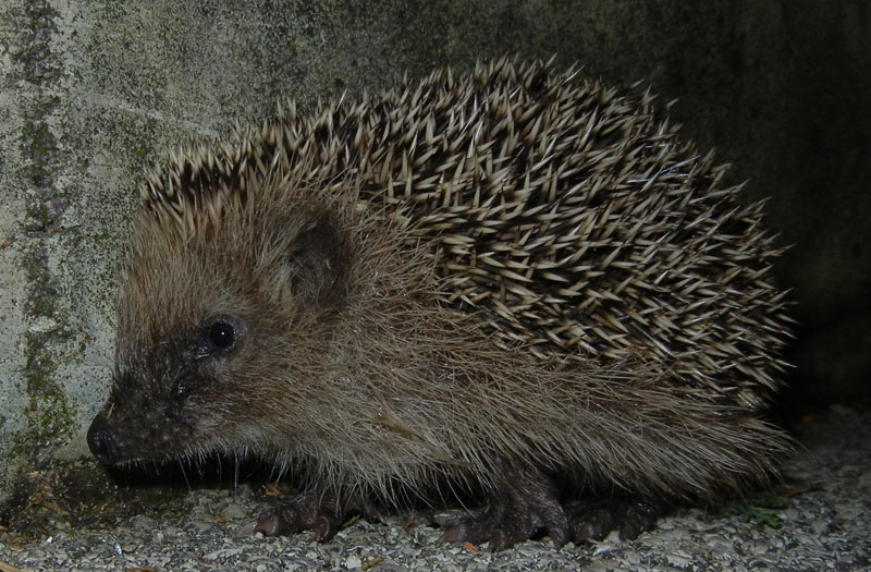 Erinaceus europaeus - Ravina di Trento (TN)