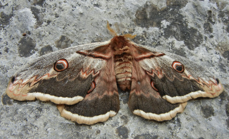 Saturnia pyri  (m.)- Saturnidae..........dal Trentino