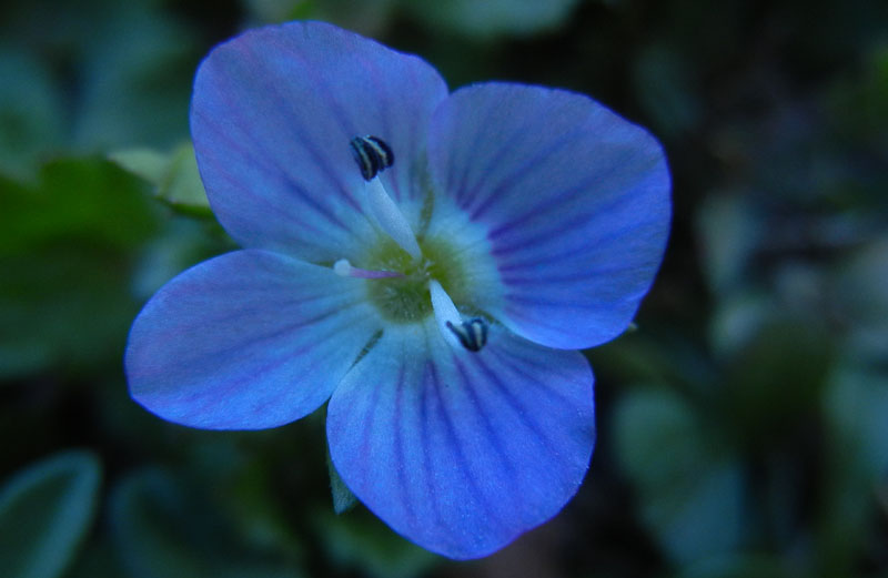 Veronica persica