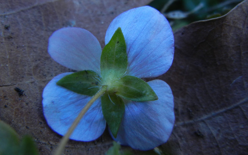 Veronica persica