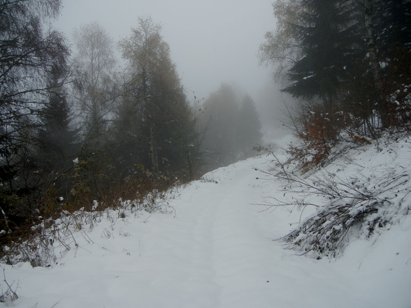 Leuctridae.....dal Trentino