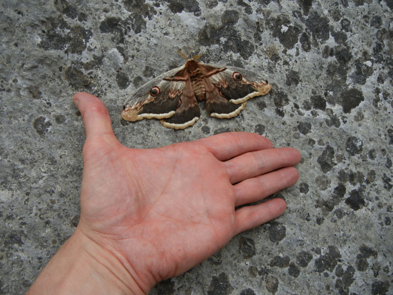 Saturnia pyri  (m.)- Saturnidae..........dal Trentino