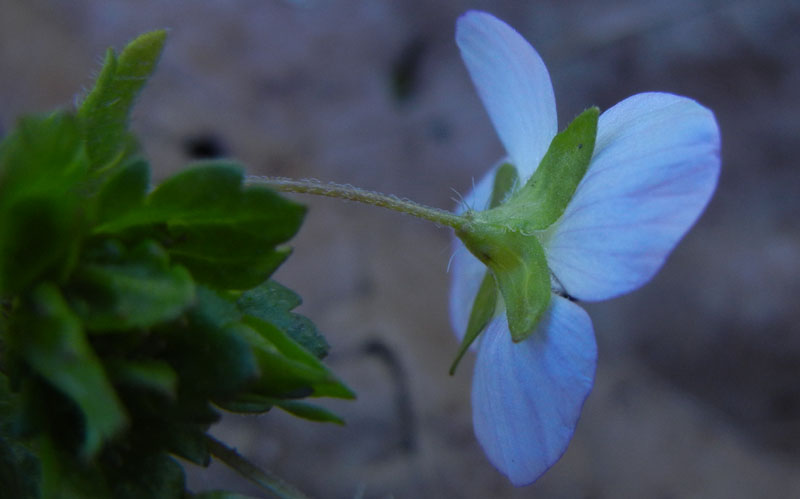 Veronica persica