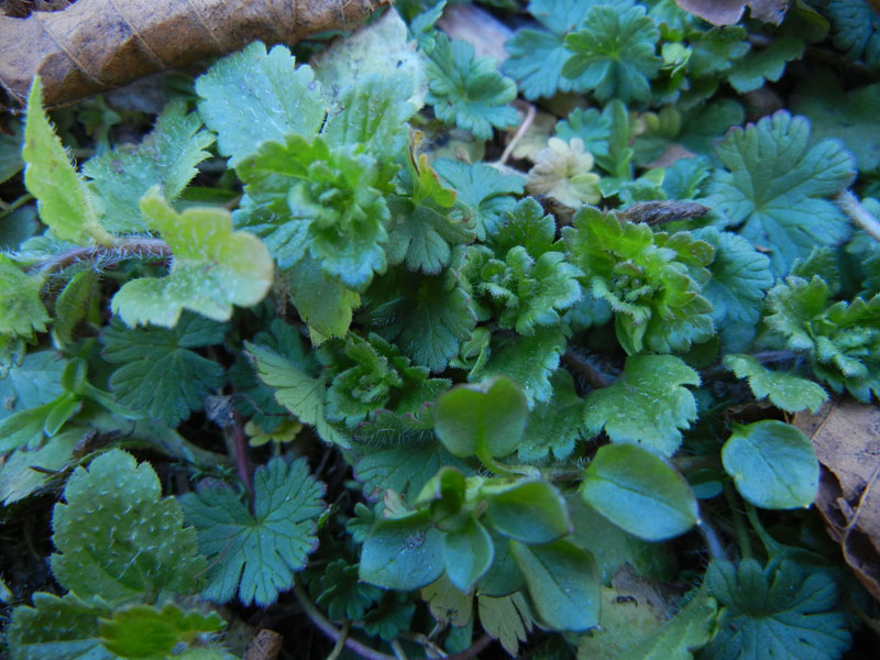 Veronica persica