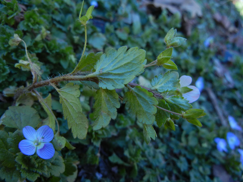 Veronica persica