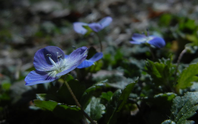 Veronica persica