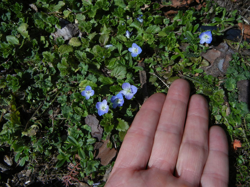 Veronica persica