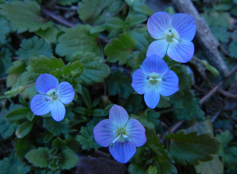 Veronica persica