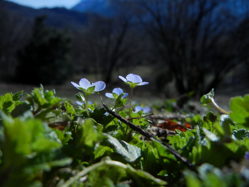 Veronica persica