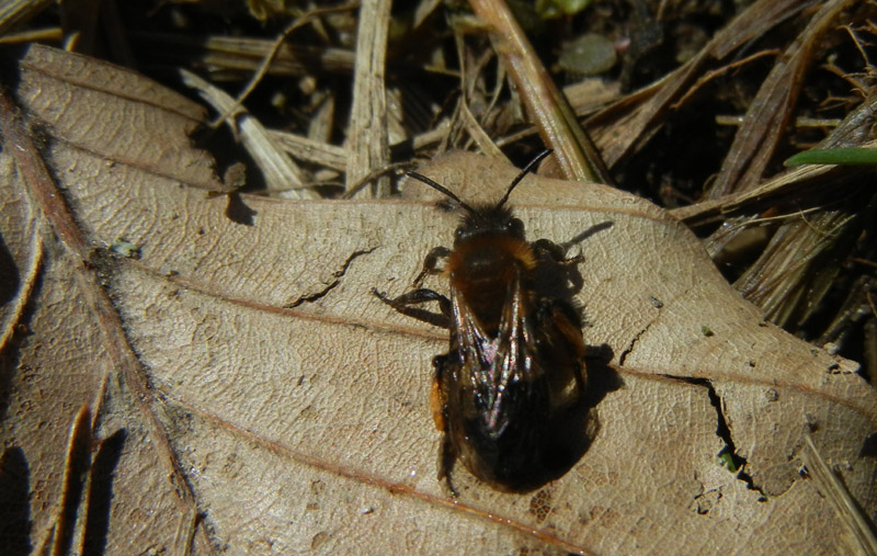 femmina di Andrena