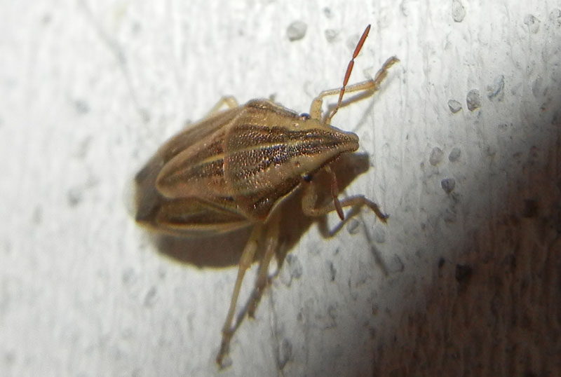 Pentatomidae: Aelia acuminata del Trentino (TN)