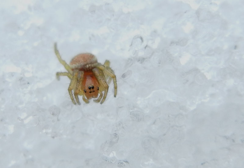 Araniella displicata