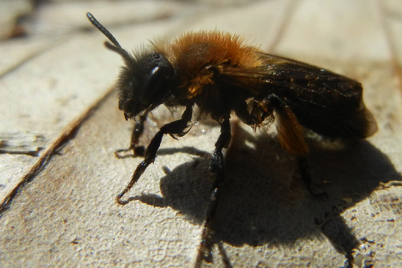 femmina di Andrena